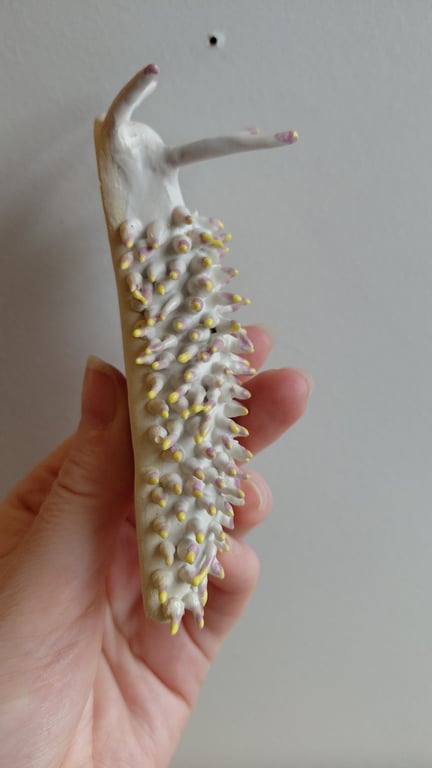 væghængt nøgensnegl  billede 9