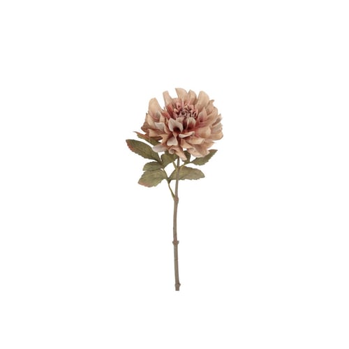 En enkelt beige og rosa blomst med grønne blade på en stilk mod en hvid baggrund. (1)