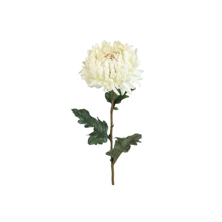 Hvid krysantemum blomst med grønne blade på stilk, isoleret på hvid baggrund.