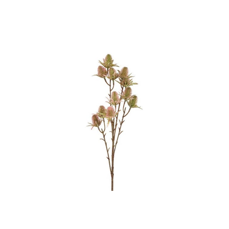 Grøn og lyserød gren med torne og piggede blomsterhoveder på hvid baggrund.