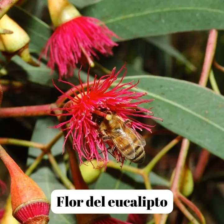 L'ABELLA - Eucalyptus Honning 500 g. billede 2