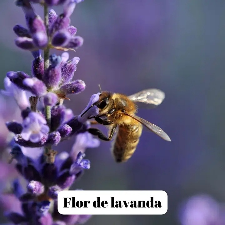 L'ABELLA Lavendel Honning 500 g. billede 2