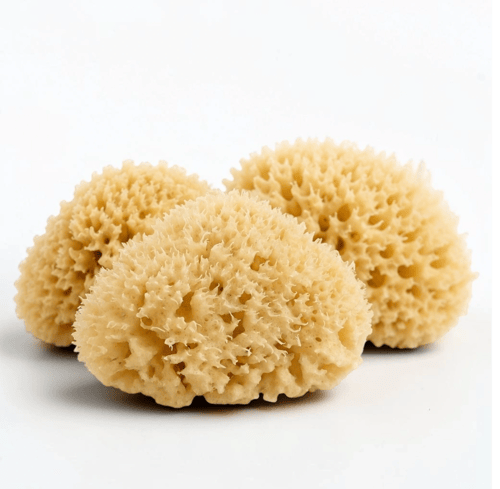 Natursvamp · Honeycomb (1)