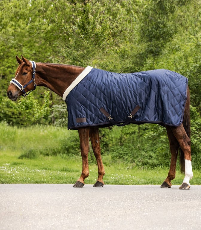 Brun hest iført blå tæppe med hvide kanter stående på asfalt med grønne træer i baggrunden.