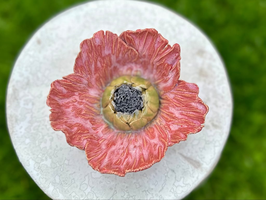 Stor vægblomst