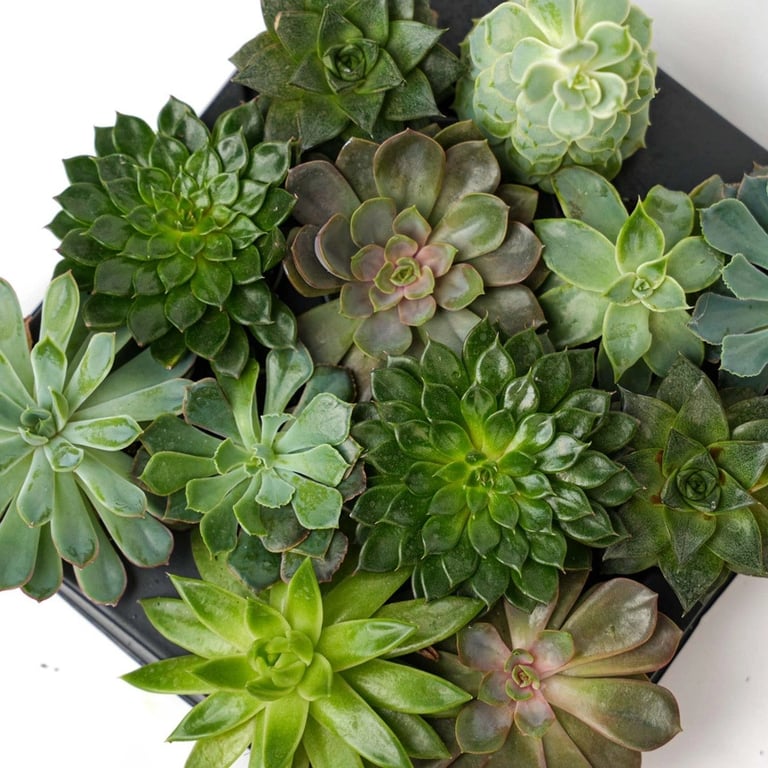 Sukkulent mix 3 planter