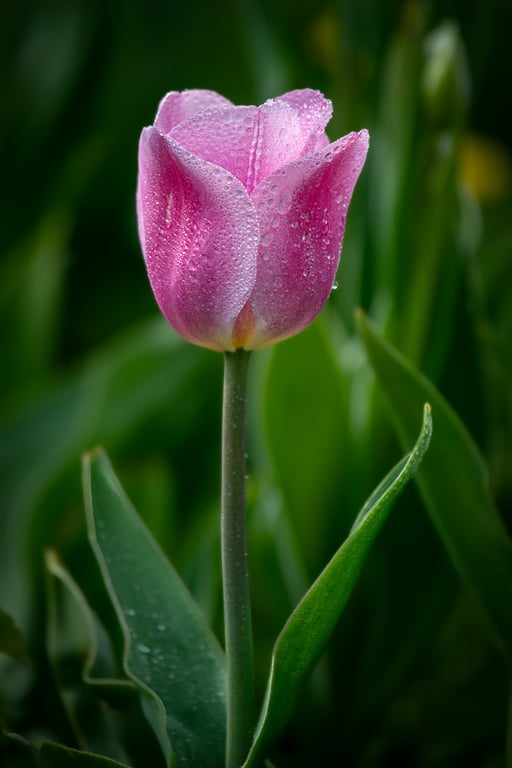 Tulipan i morgenlys