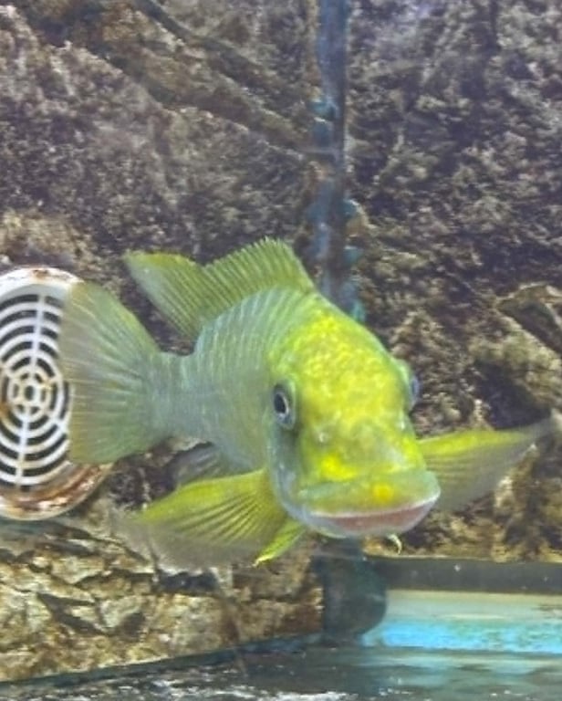 VF Petrochromis Macrognathus 'Sumbu'