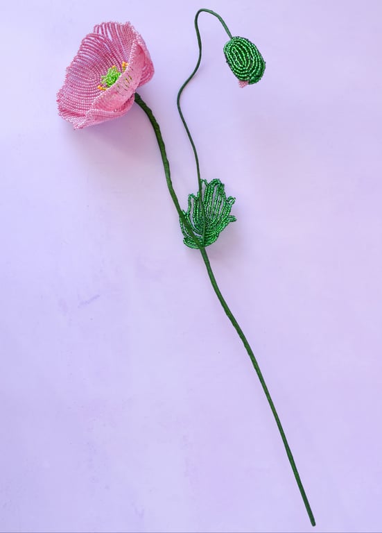    Islandsk valmue - Gammelrosa billede 4