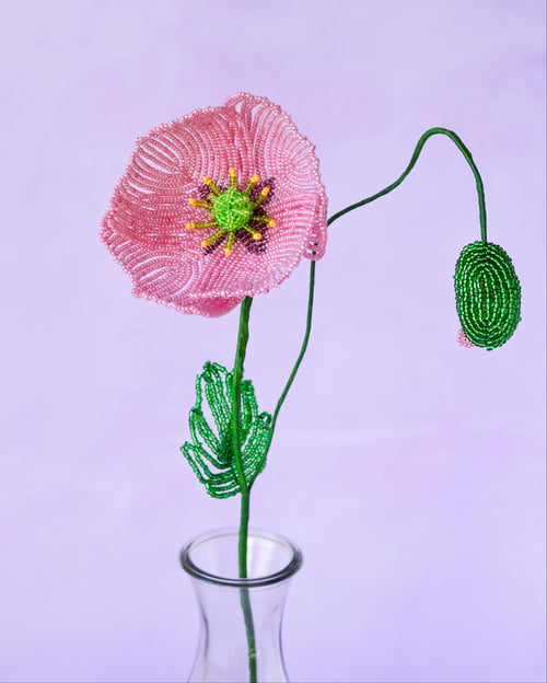    Islandsk valmue - Gammelrosa
