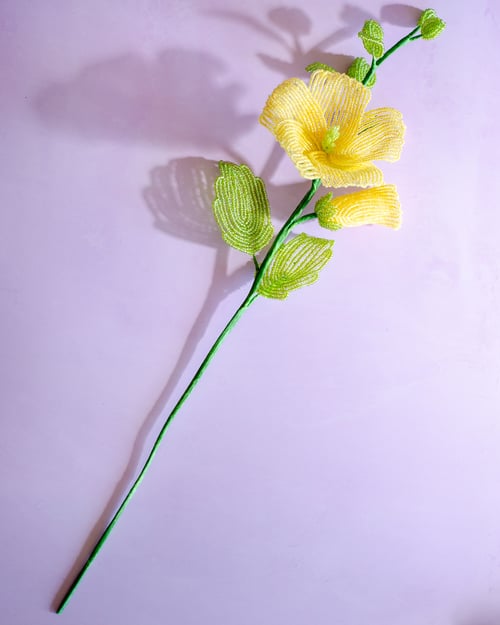 Stokrose - Gul (2)