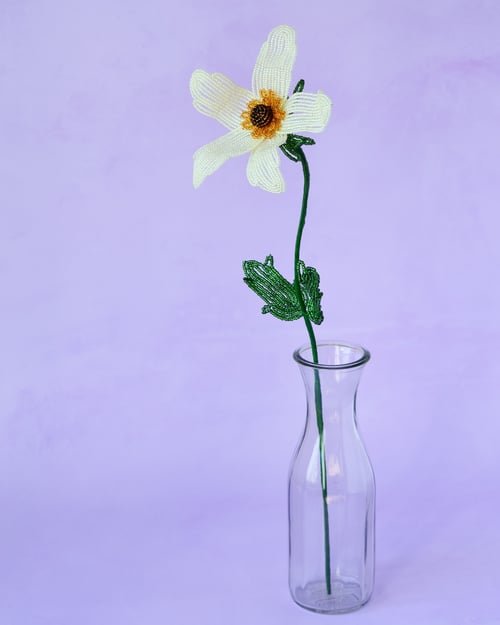 Anemone - Sart gul (3)