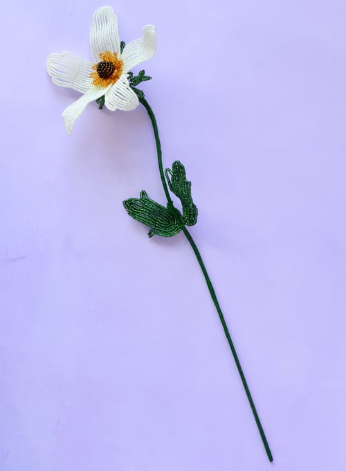 Anemone - Sart gul (4)