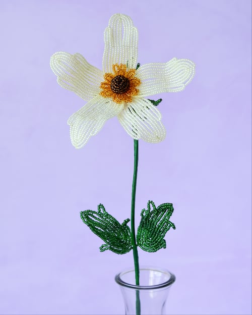 Anemone - Sart gul (5)