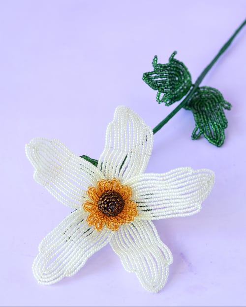 Anemone - Sart gul (7)