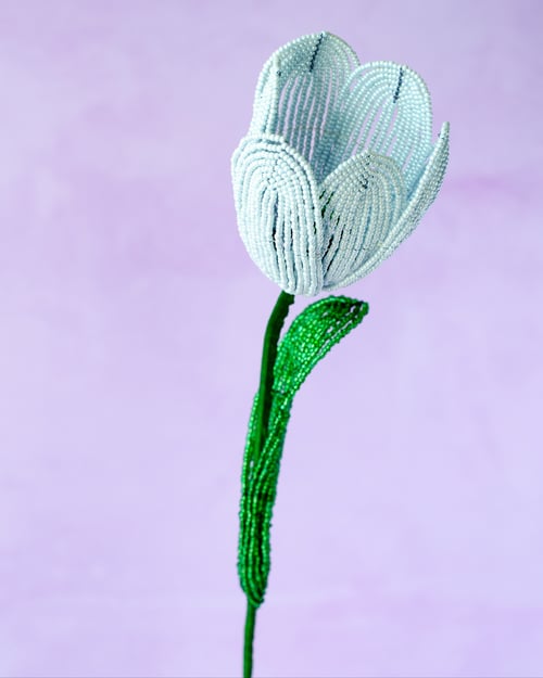 Stor tulipan  – Lyseblå (1)