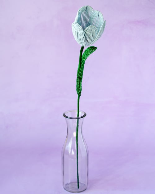 Stor tulipan  – Lyseblå (2)