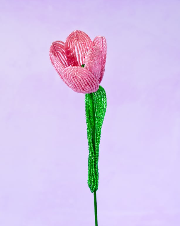 Stor tulipan  – Gammelrosa