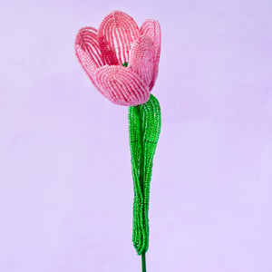 Stor tulipan  – Gammelrosa – produktbillede