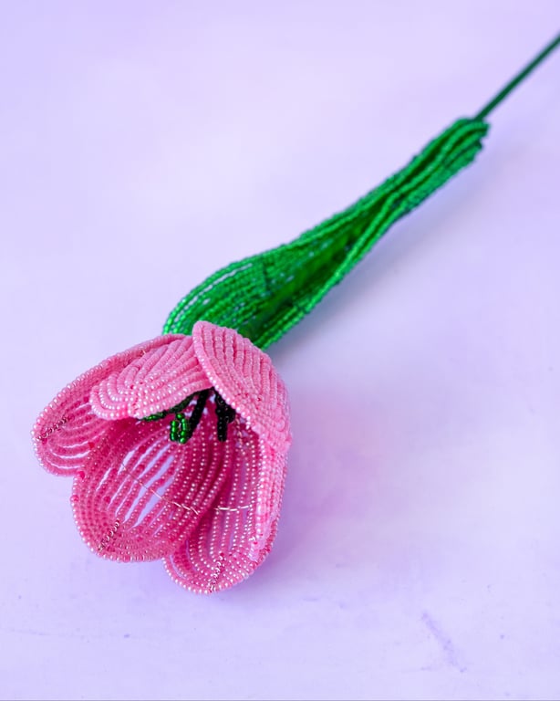 Stor tulipan  – Gammelrosa billede 2