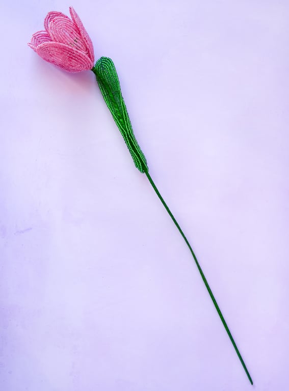 Stor tulipan  – Gammelrosa billede 4