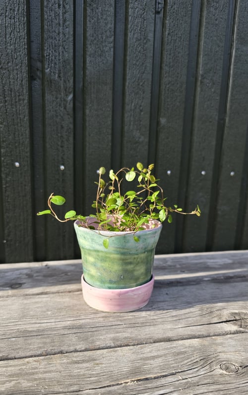 En lille grøn plante i en grøn og lyserød keramisk potte på et lyst træbord foran en sort trævæg. (1)