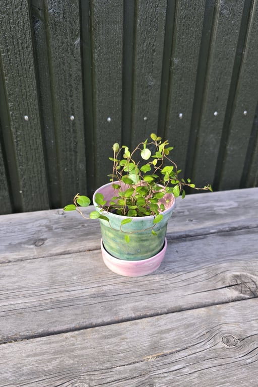 Mini-urtepotte billede 2