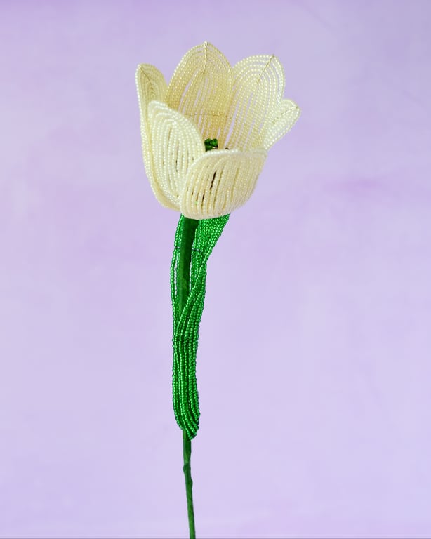 Stor tulipan  – Lysegul