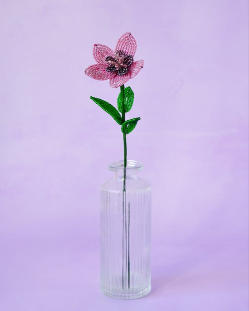 Stjerneblomst - Gammelrosa (3)