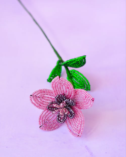 Stjerneblomst - Gammelrosa (2)