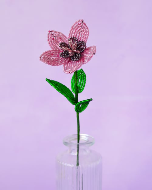 Stjerneblomst - Gammelrosa (1)