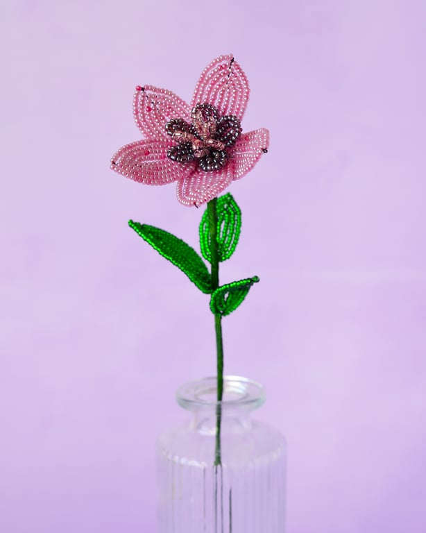 Stjerneblomst - Gammelrosa