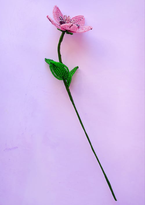 Stjerneblomst - Gammelrosa (4)