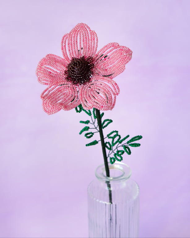 Anemone - Gammelrosa