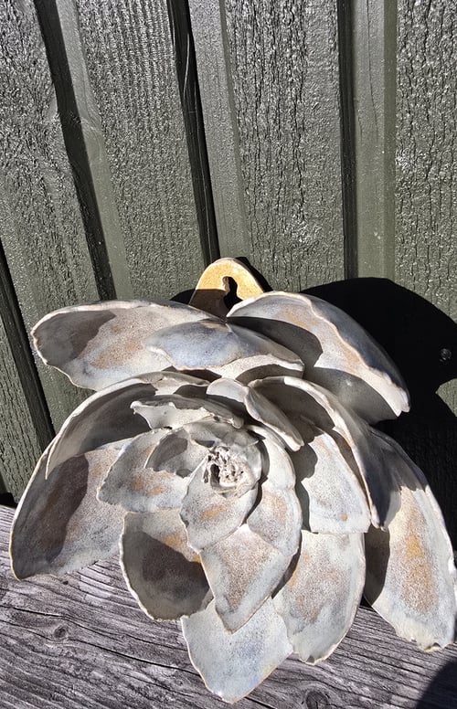 Vægblomst (4)