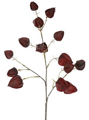 Physalis (2)