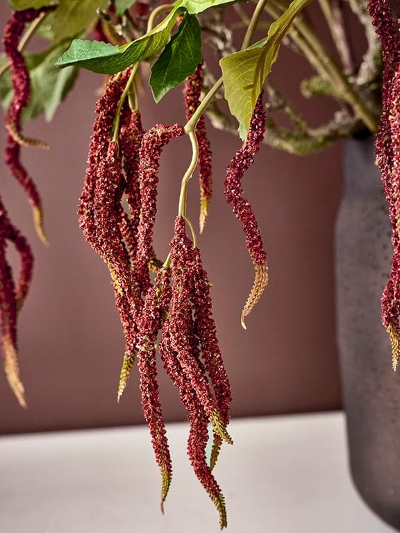 Amaranthus