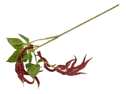 Amaranthus (2)