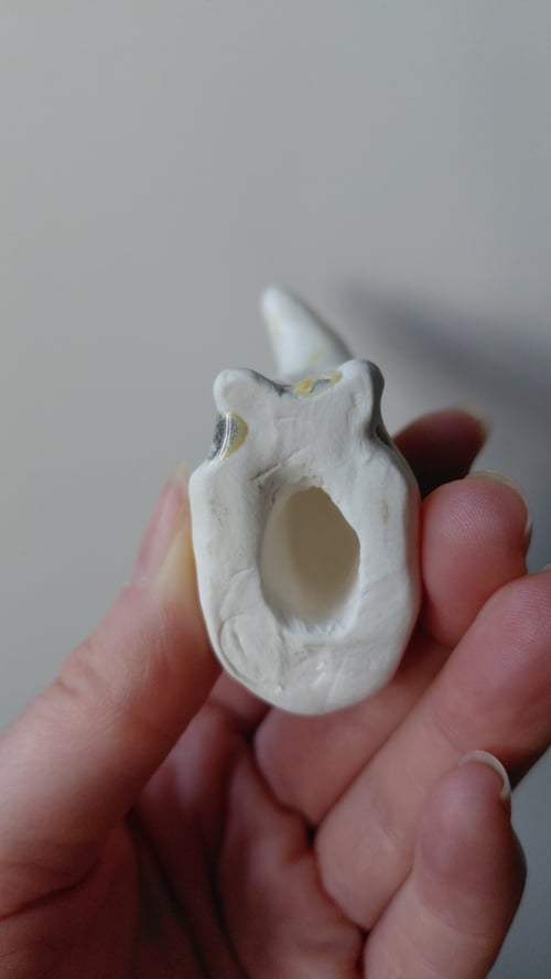 Hånd, der holder en lille hvid knogle med en stor, ovalt hul i midten mod en grå baggrund. (9)