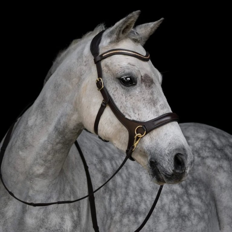 Grå hest med sort stemplet grime og mørkt baggrund.