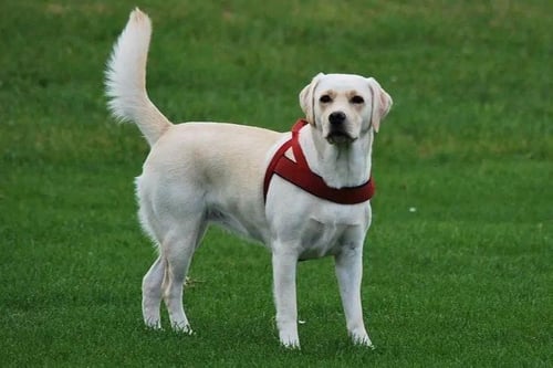 En stående, lys labrador hund iført en rød sele på en grøn græsmark. (3)