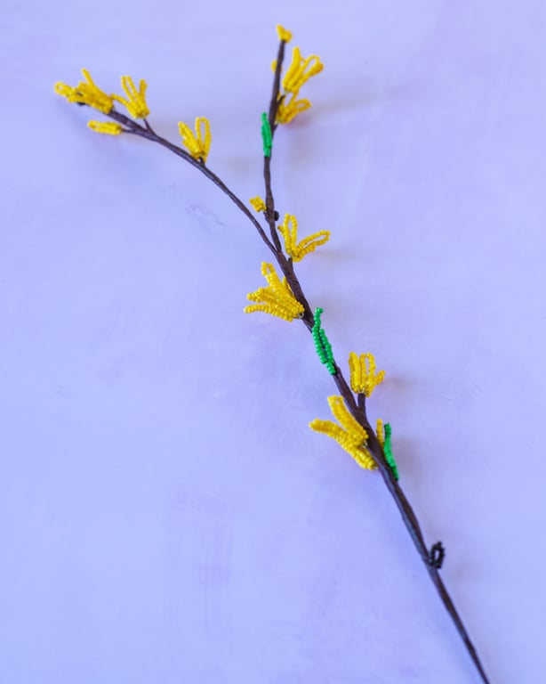 Forsythia billede 2