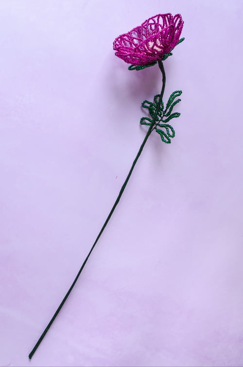 Mørk pink valmue (3)