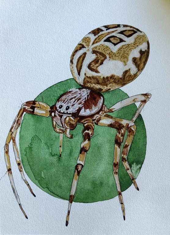 Larinioides cornutus II