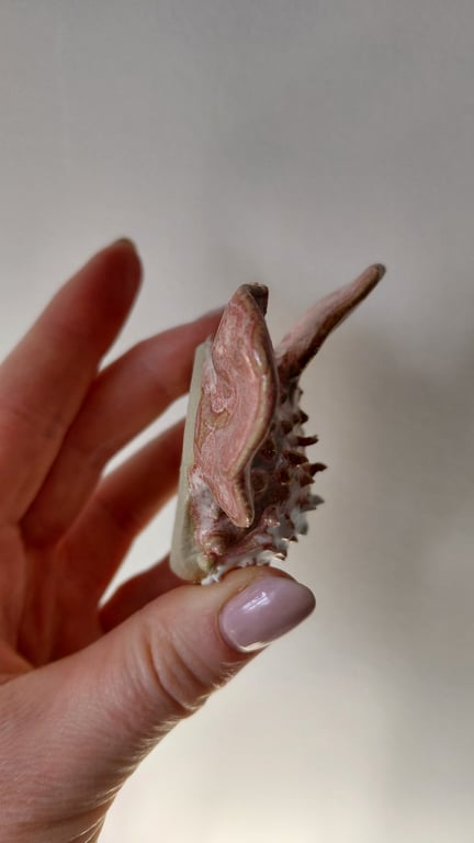 kuglefisk/pufferfish  billede 6