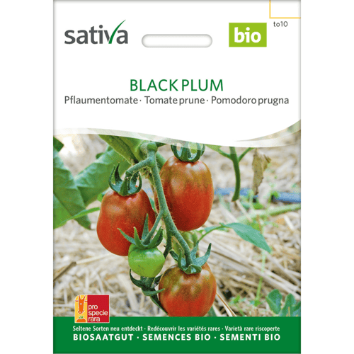 Frøpakke til økologiske Black Plum tomater fra Sativa med billede af modne og umodne tomater på planten. (1)