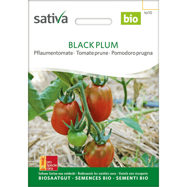 Frøpakke til økologiske Black Plum tomater fra Sativa med billede af modne og umodne tomater på planten.