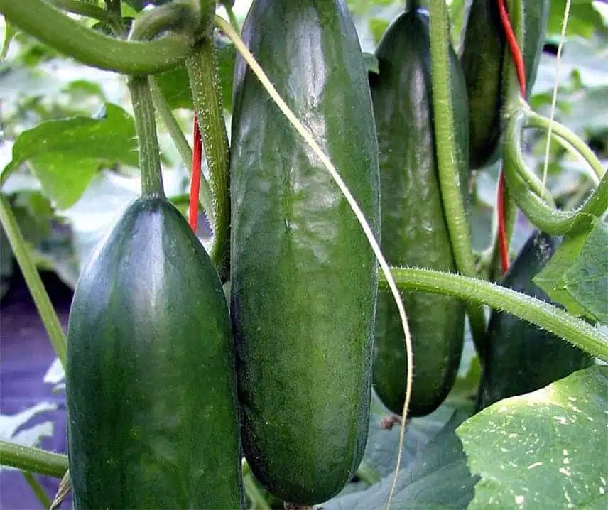 Nærbillede af modne agurker, der hænger på klatreplanter med grønne blade.