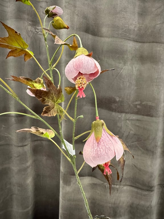 Klokkeblomst billede 6