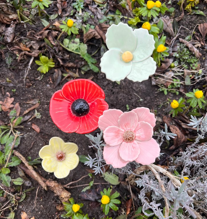 Rød Valmue på stilk  billede 4